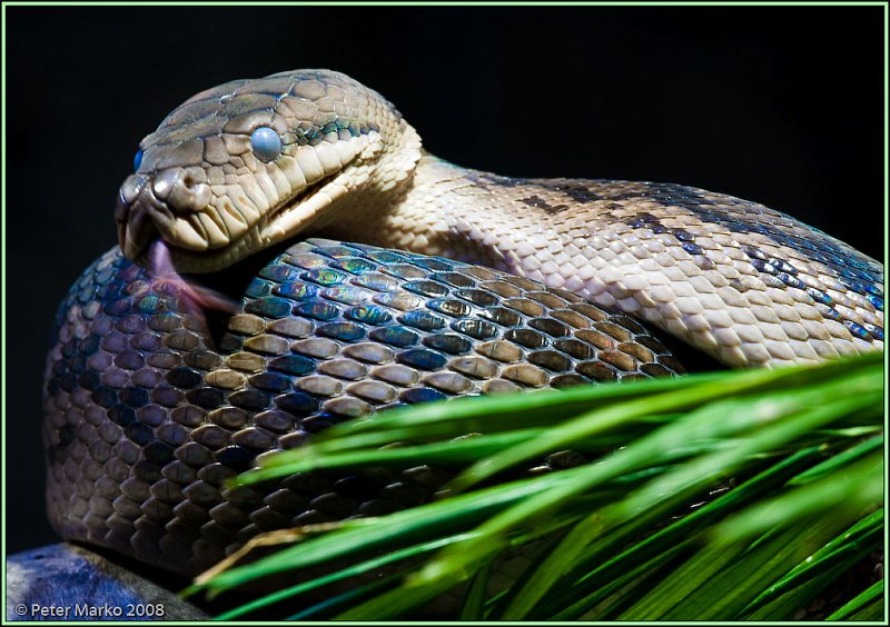 WV8X8320.jpg - Autralian snakes, Sydney, Australia.